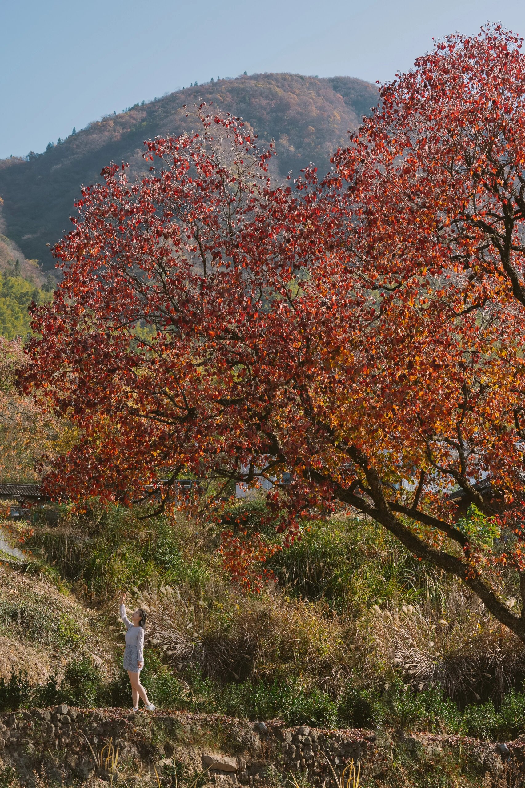 安徽|寻找秋日童话:塔川秋色·全攻略 一篇解读塔川秋景到底值不值得