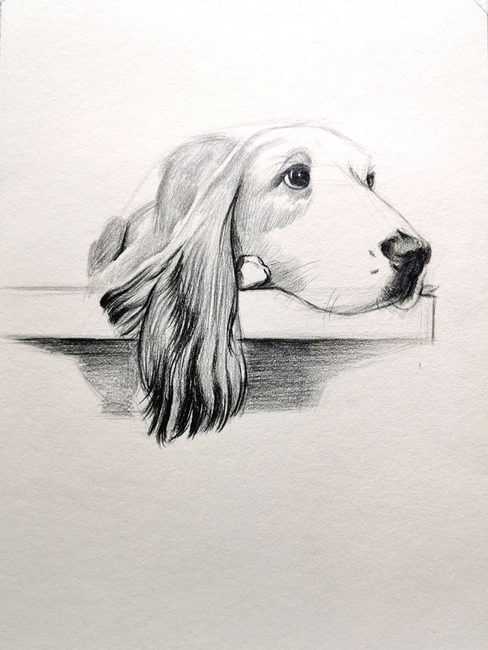 素描狗狗步骤图分享  动物