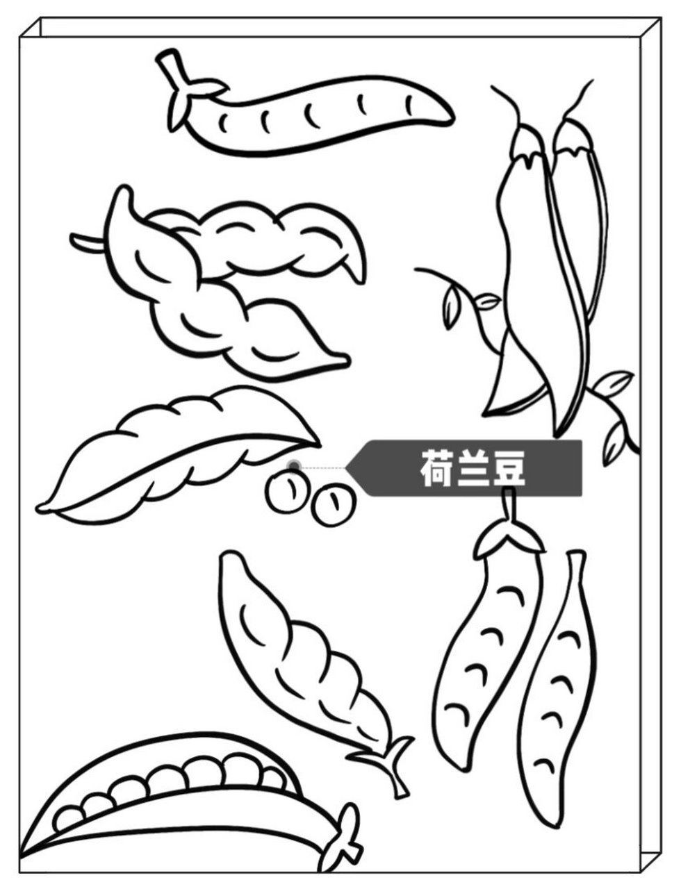 荷兰豆图片简笔画图片