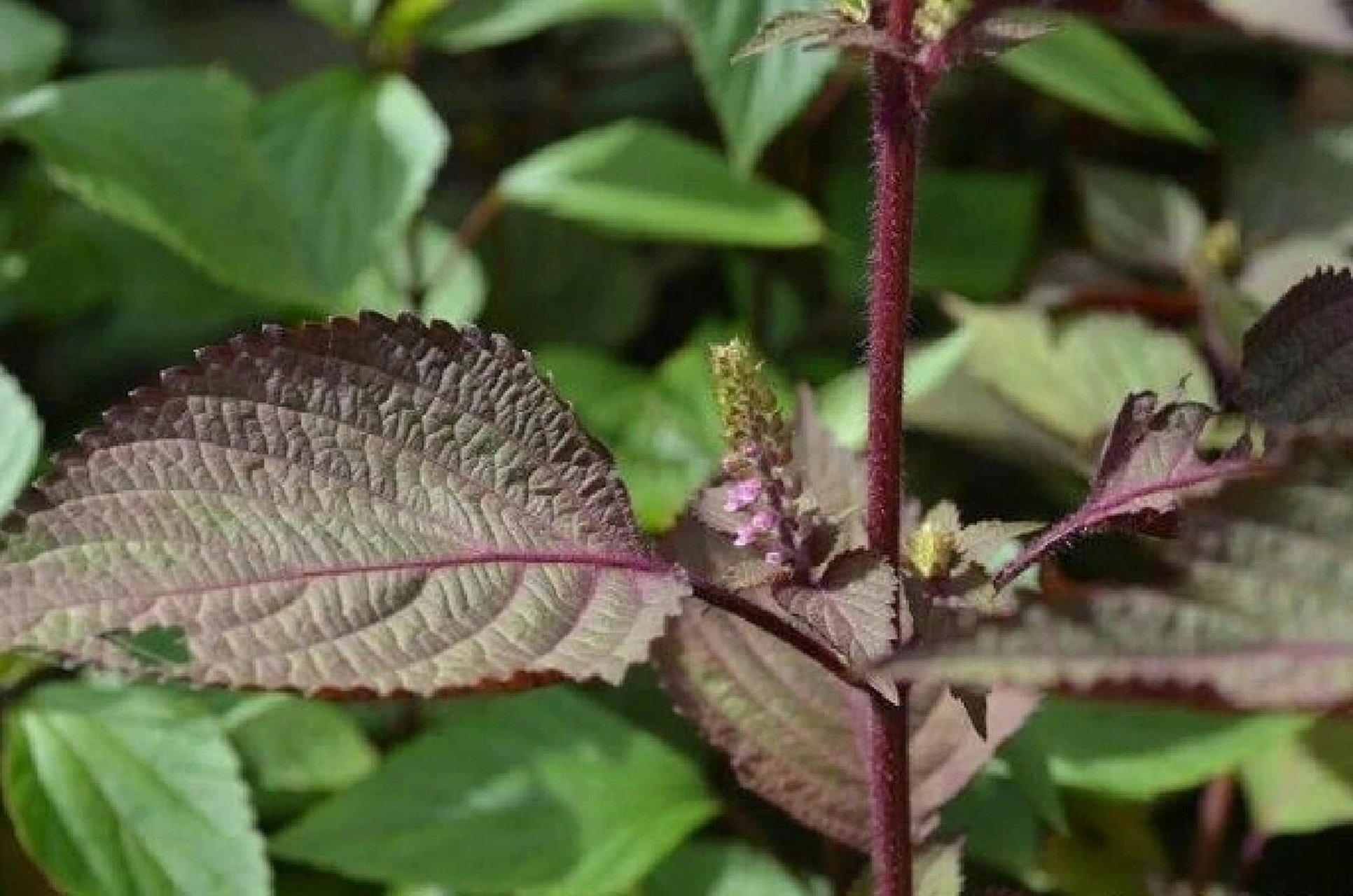 秋季果实成熟后采收,除去小枝,叶片,果实,晒干.