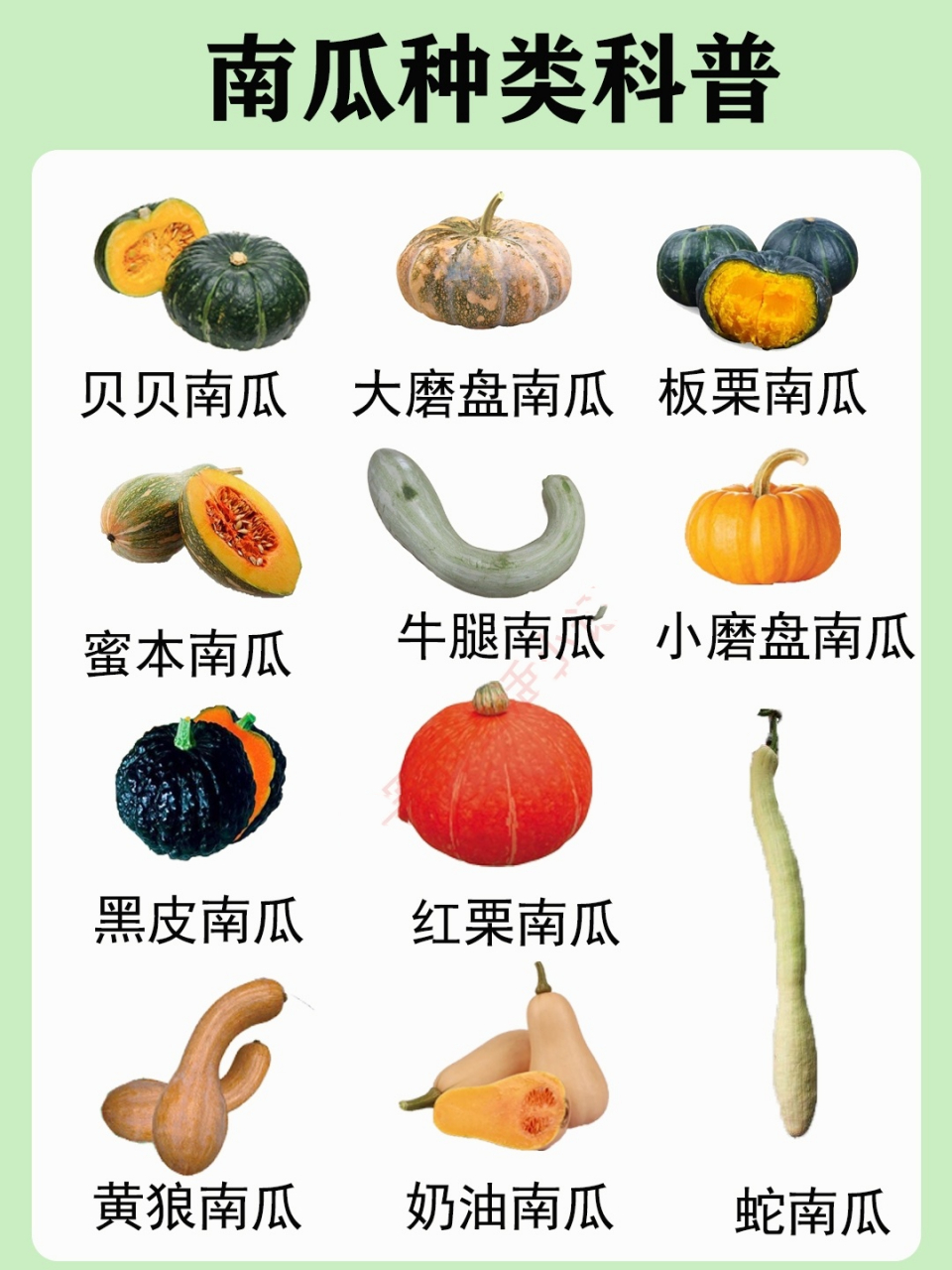 南瓜营养价值高,谁是你心中的南瓜之王?