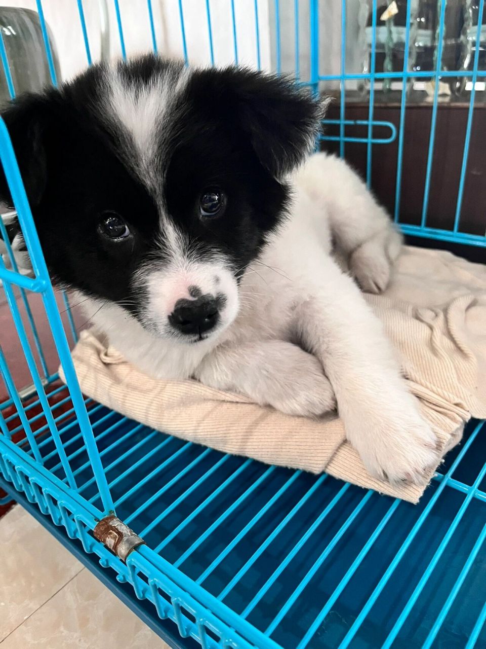 土狗?边牧串?小花狗?