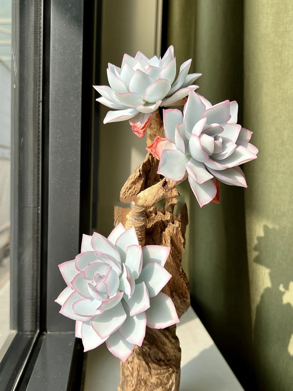 三仙之一的广寒宫多肉,希望友友们喜欢 只要心中充满阳光,每一个日子