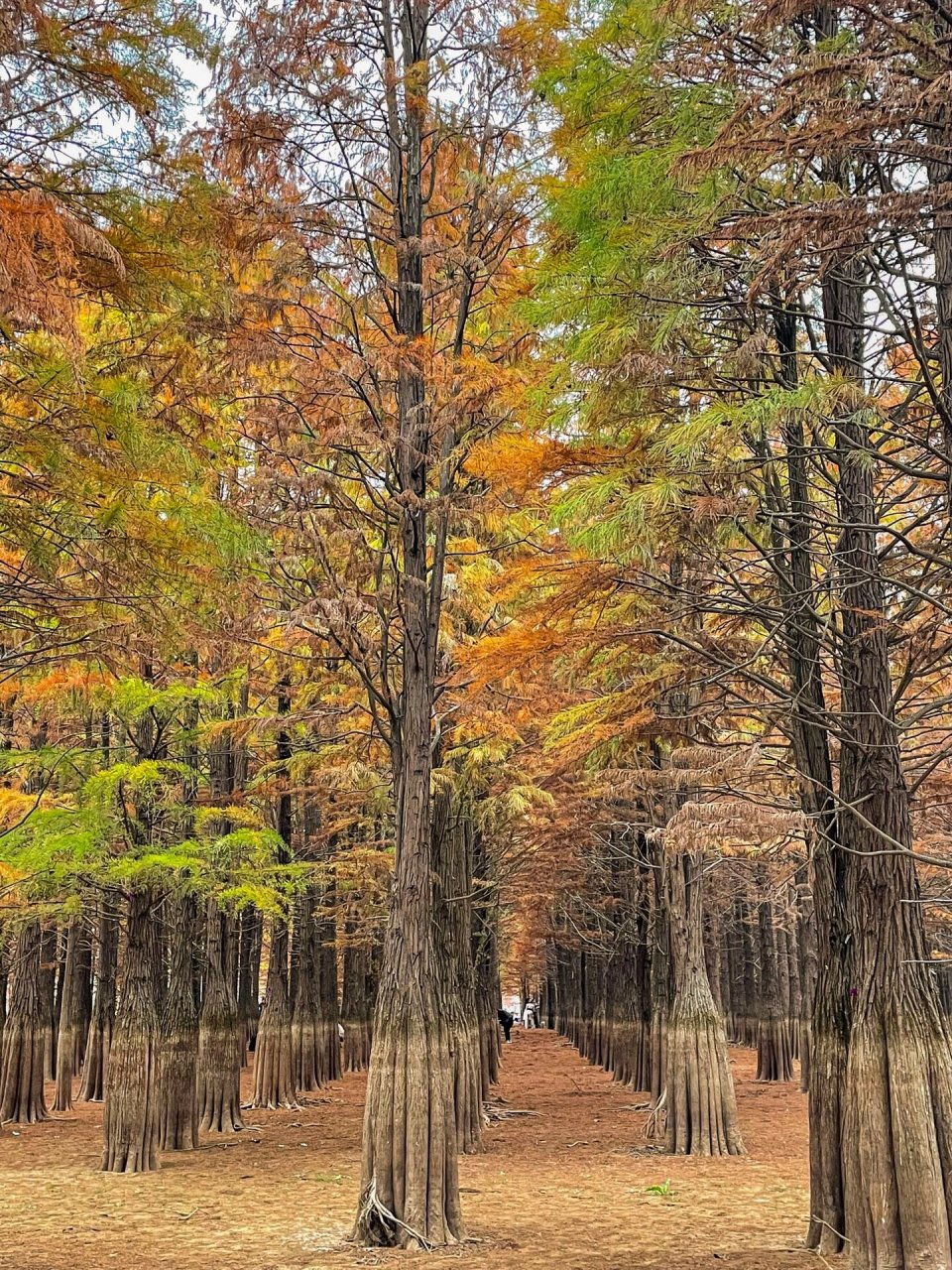 安庆怀宁金鸡岭红杉林打卡啦～ 99坐标: 金鸡岭水库 安庆市区开车