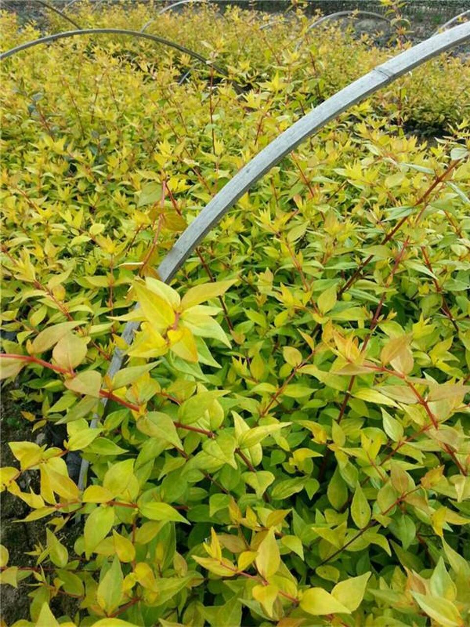 大花六道木,是一种非常常见的盆栽植物,它的外形优美,观赏效果突出