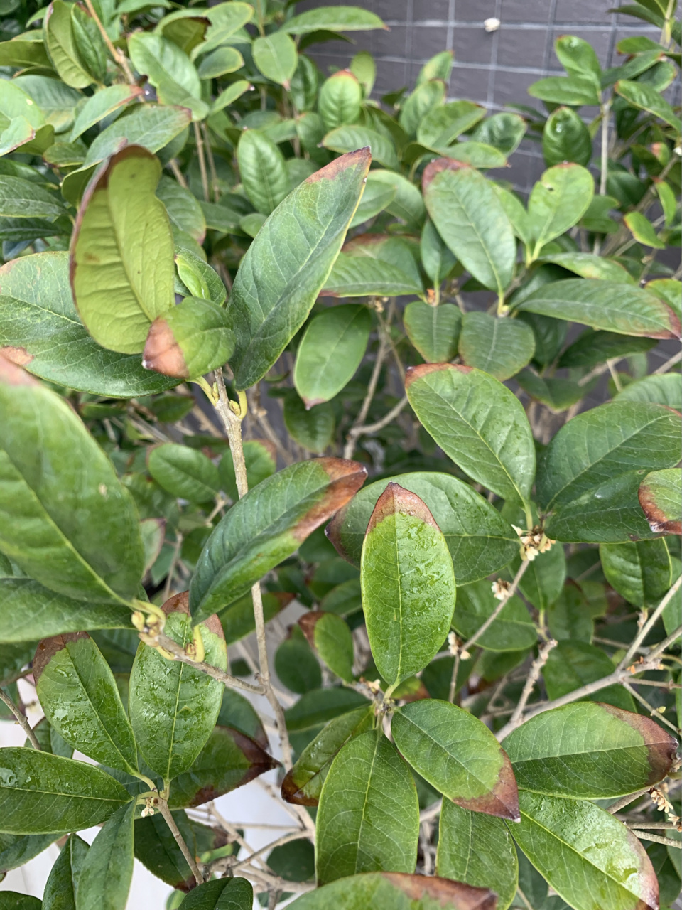 四季桂桂花叶尖干枯 四季桂叶尖干枯是什么情况?