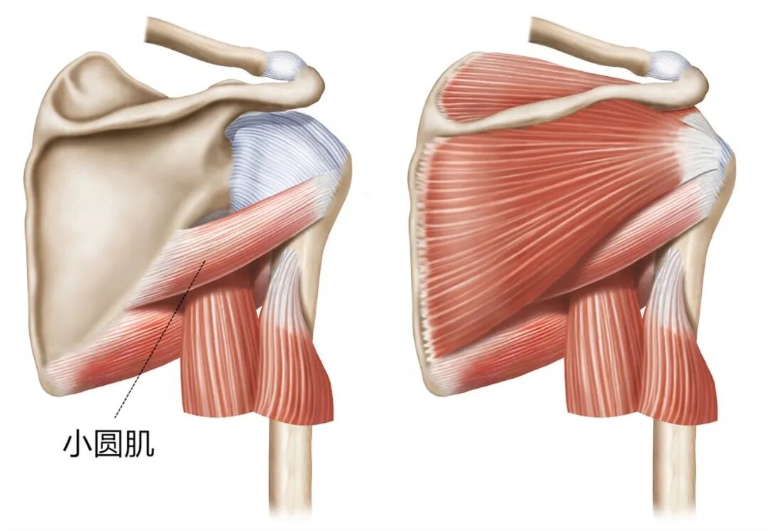 小圆肌解剖图图片