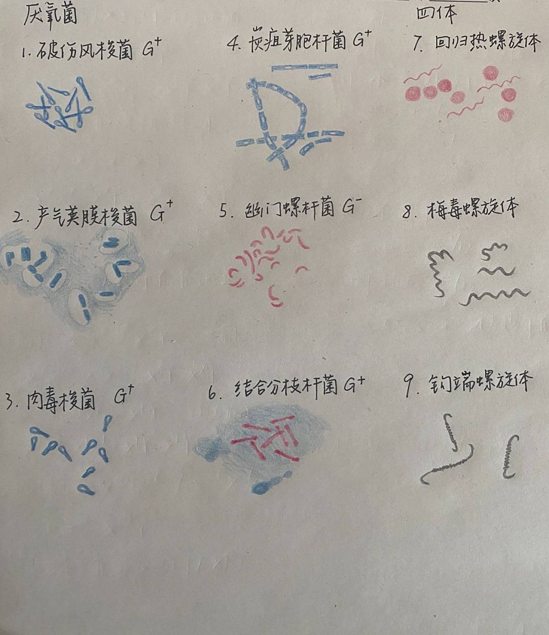 微生物学红蓝手绘图 破伤风梭菌 产气荚膜梭菌 肉毒梭菌 炭疽芽胞杆菌