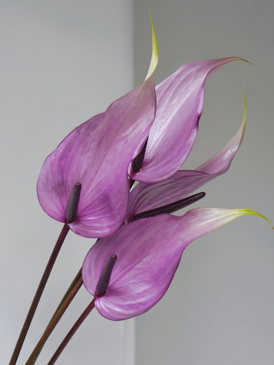 【紫掌】|90优雅迷人的安祖花90 掌学名叫做:花烛,又被称作安祖花