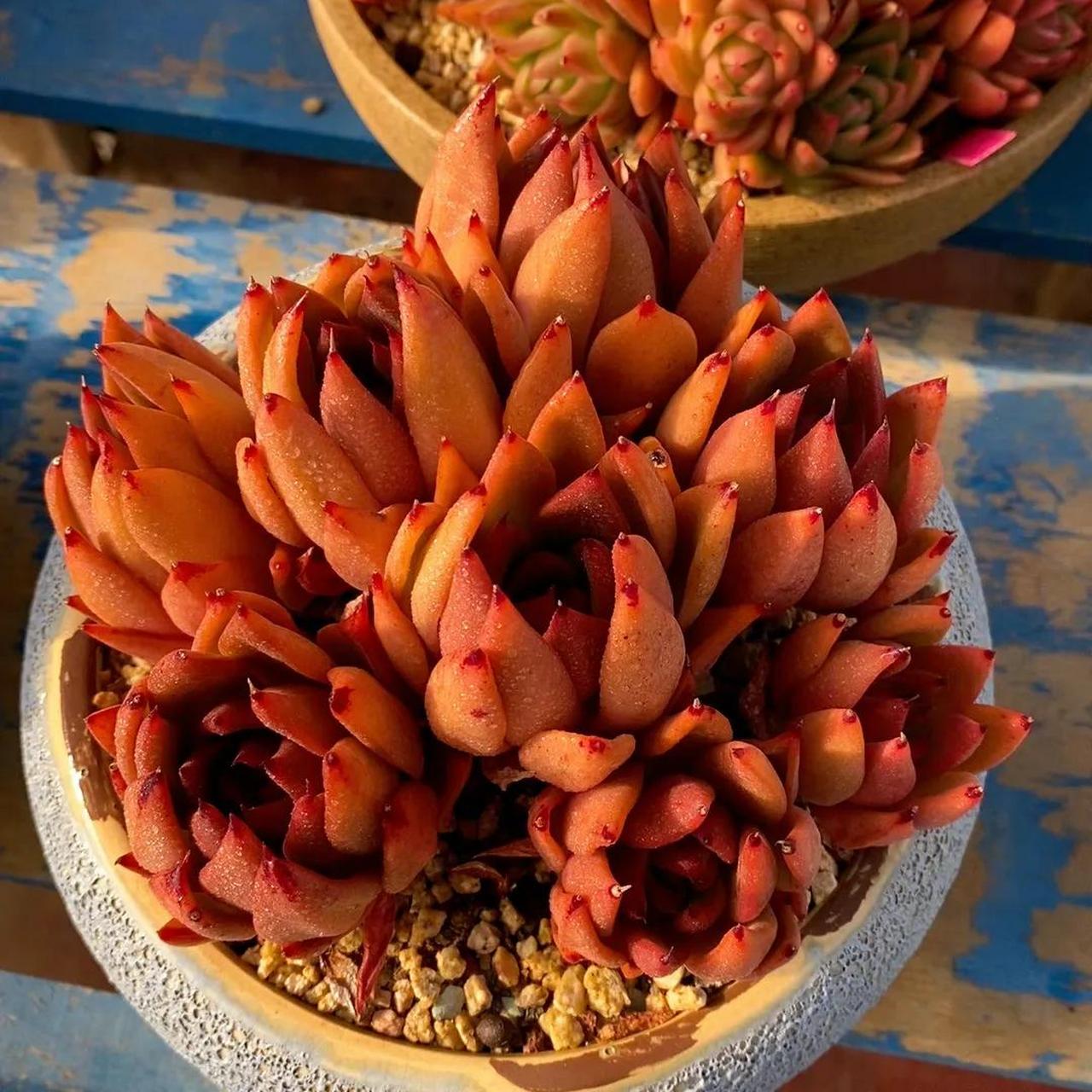 罗杰安娜   2.祖母绿  3.白夜香槟 4.胜者骑兵  5.佛罗瑞安娜  6.