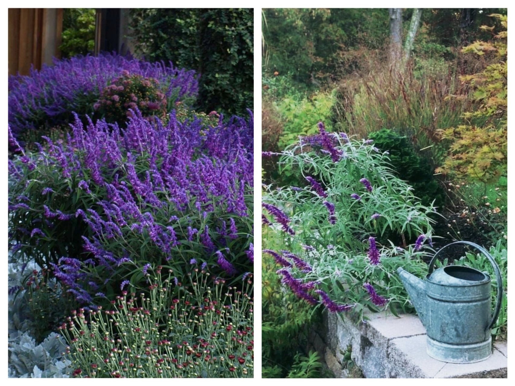 尾草】 【花的颜色】:单色鼠尾草花为紫色|双色鼠尾草花为白色和紫色