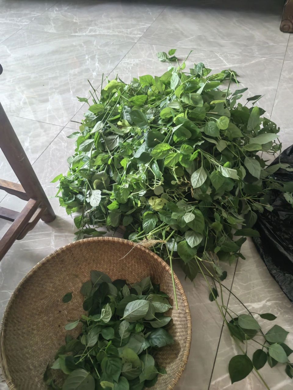 宽叶十万错又叫台湾枸杞 不知你吃过这种宽叶十万错吗?