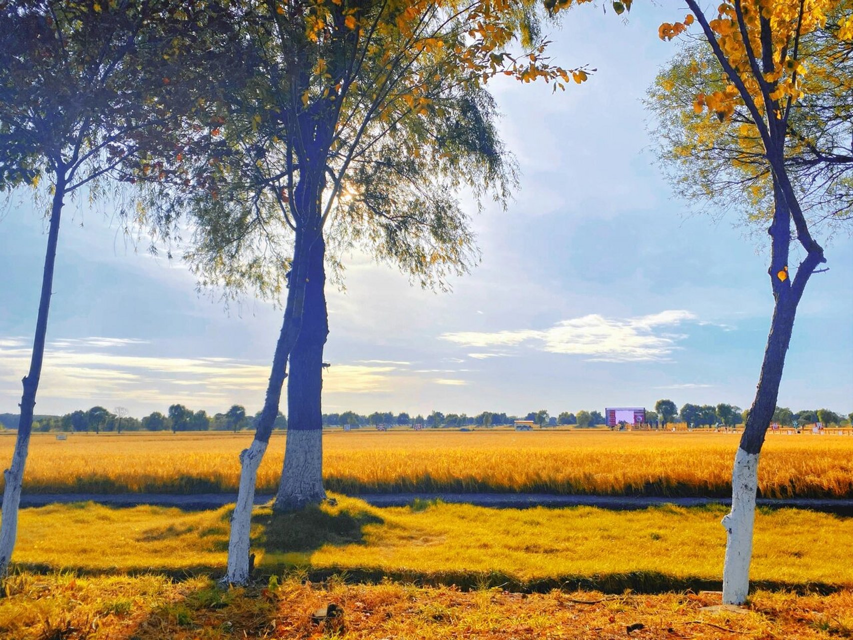 我眼中哈尔滨金色的秋天9390 哈尔滨秋天是金色的 图11566