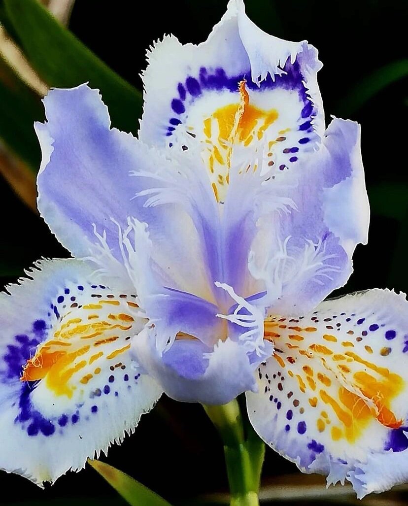 16| 蝴蝶花 iris japonica •蝴蝶花(学名:iris japonica)是鸢尾科
