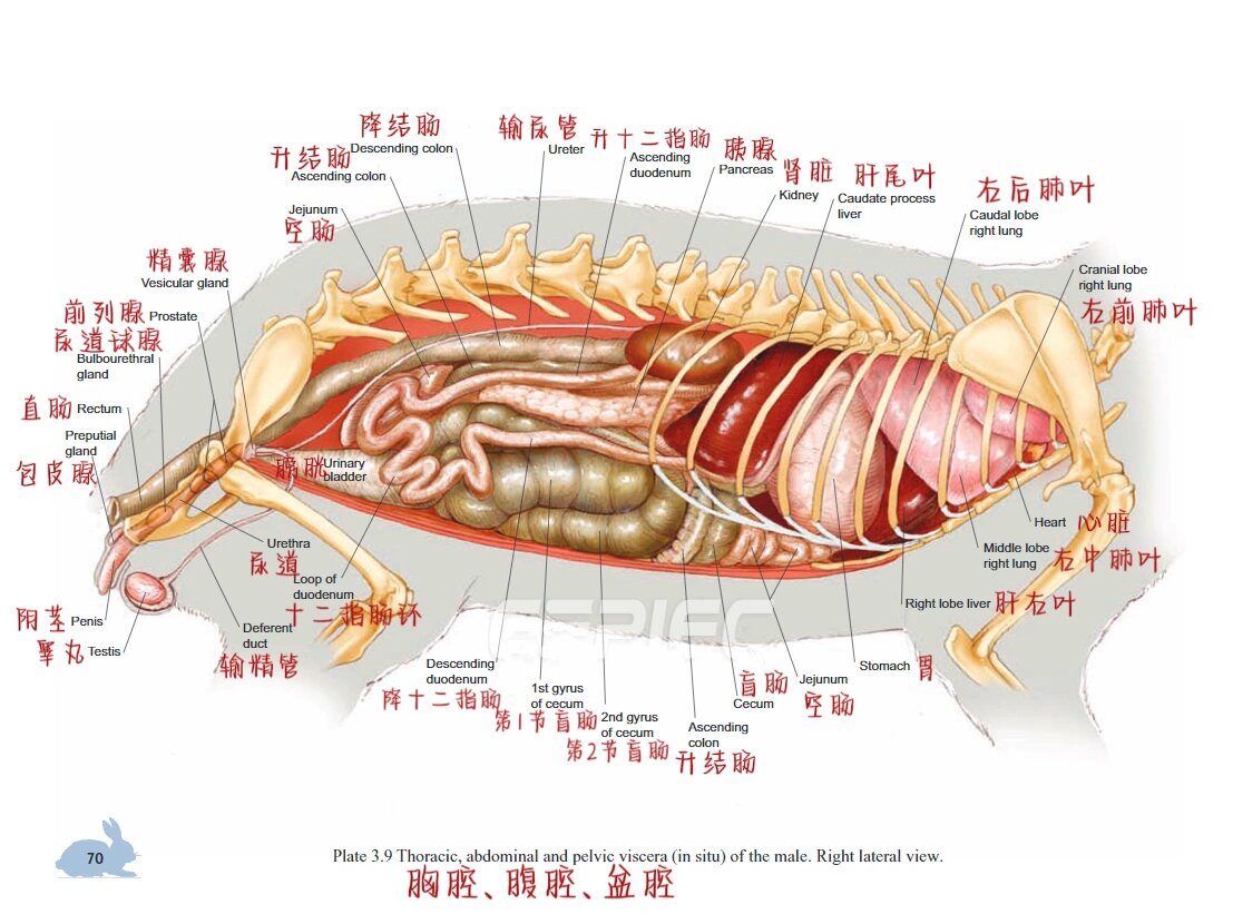 兔子的内部解剖图图片