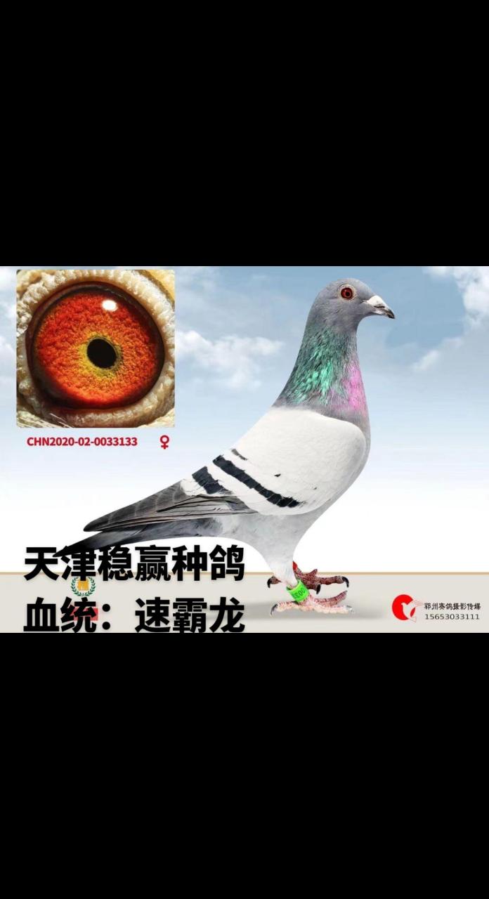 稳赢主血(速霸龙知名17配对)!种雌!