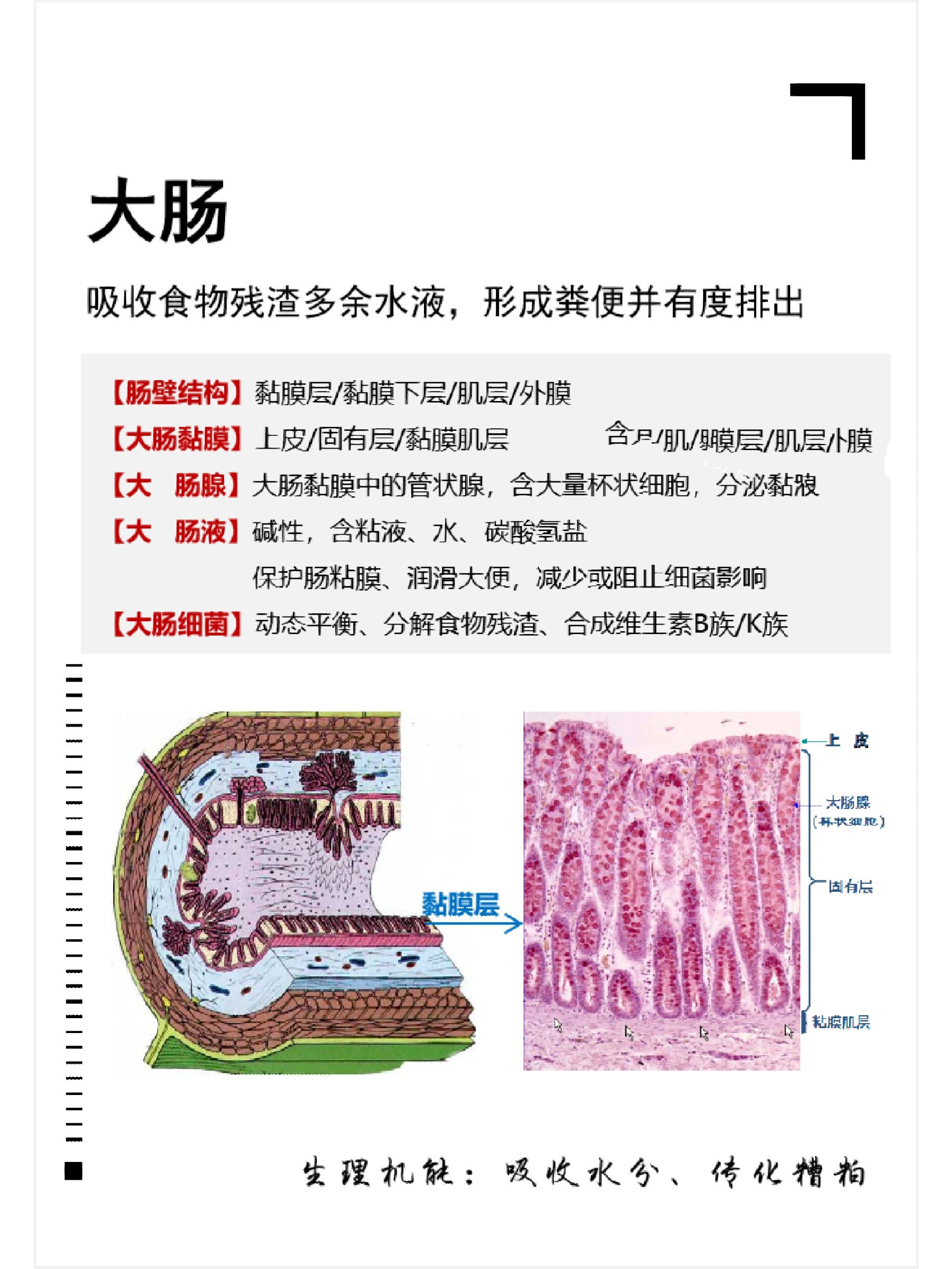 肠袢百科图片