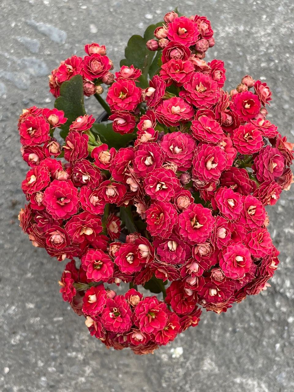 长寿花:火狐狸.(火焰红丝绒)