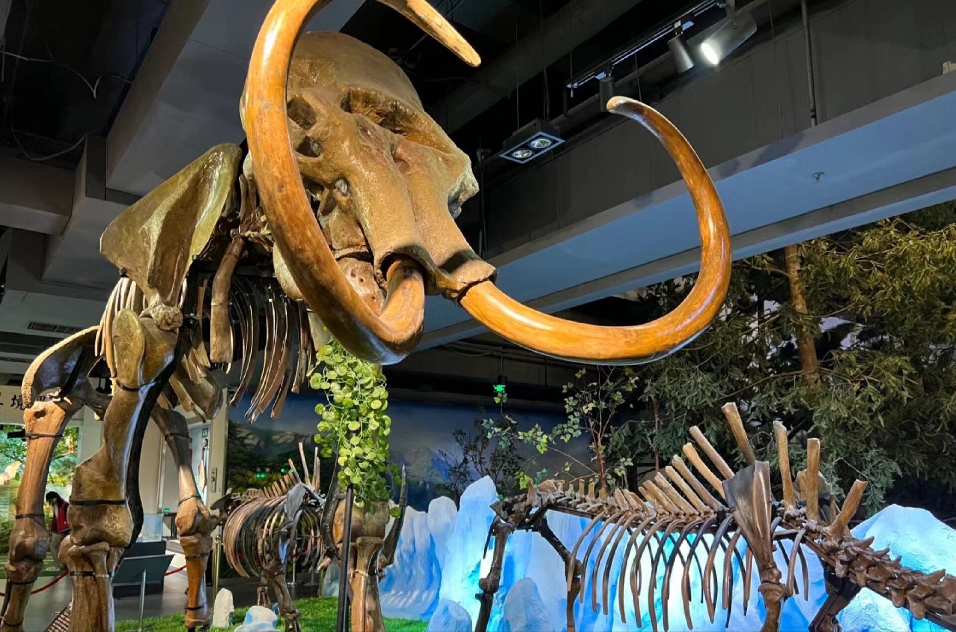 伊春森林博物馆 伊春免费景点～森林博物馆98999500 地址