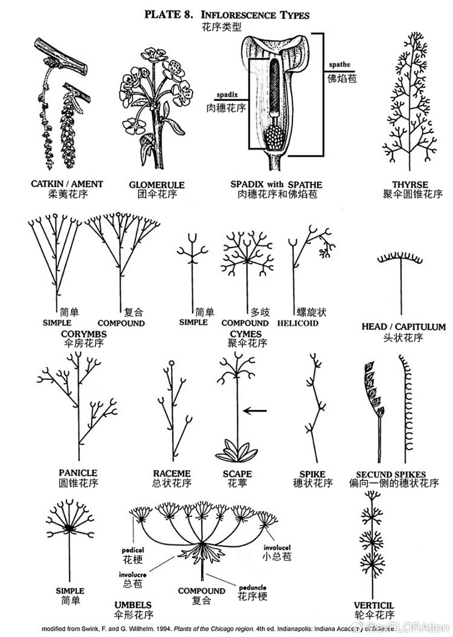 花序的类型图片