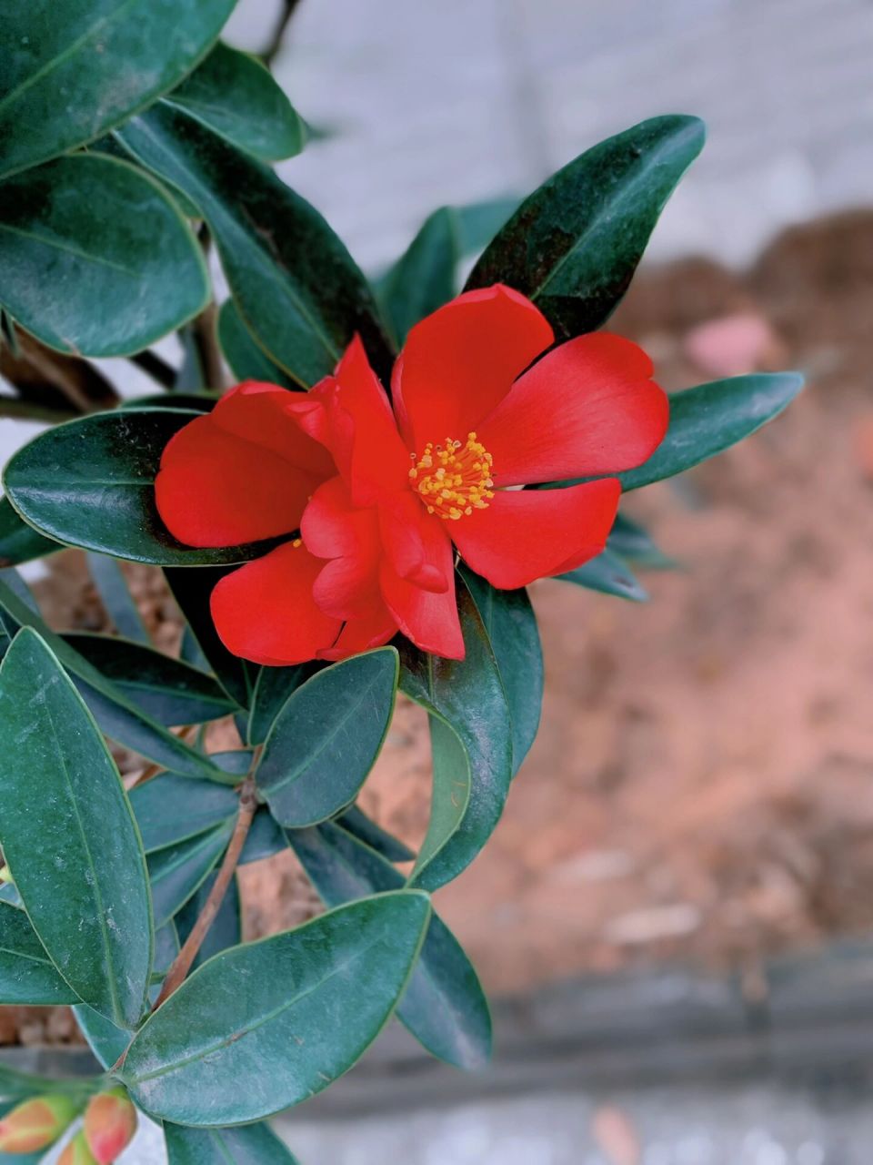 122——杜鹃叶山茶 杜鹃叶山茶(camellia azalea c. f.