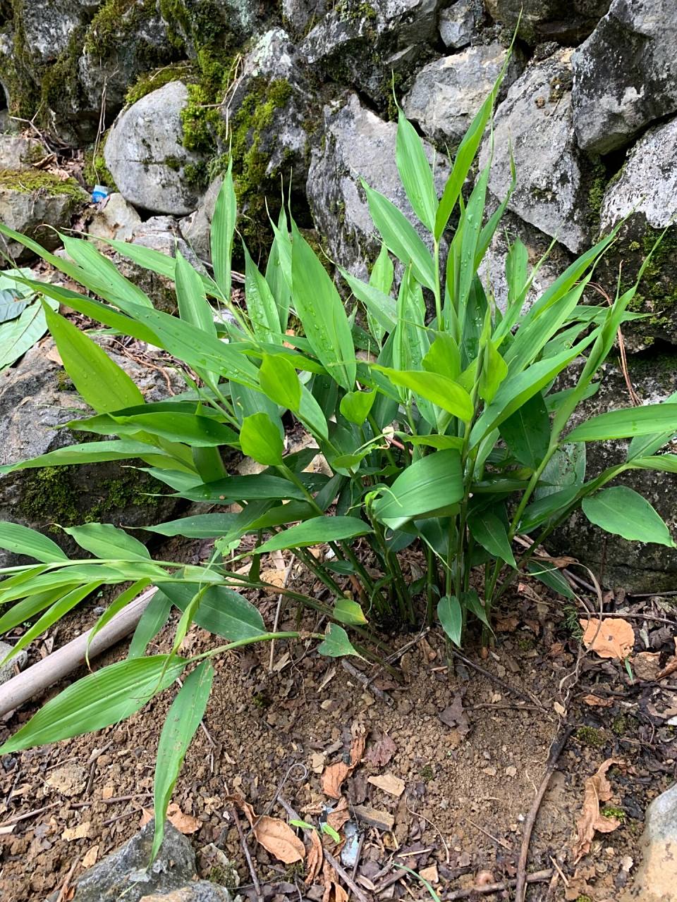 【两广特产】山姜苗小香姜苗阳山草果苗反季秋 山姜,小山姜是广西大石