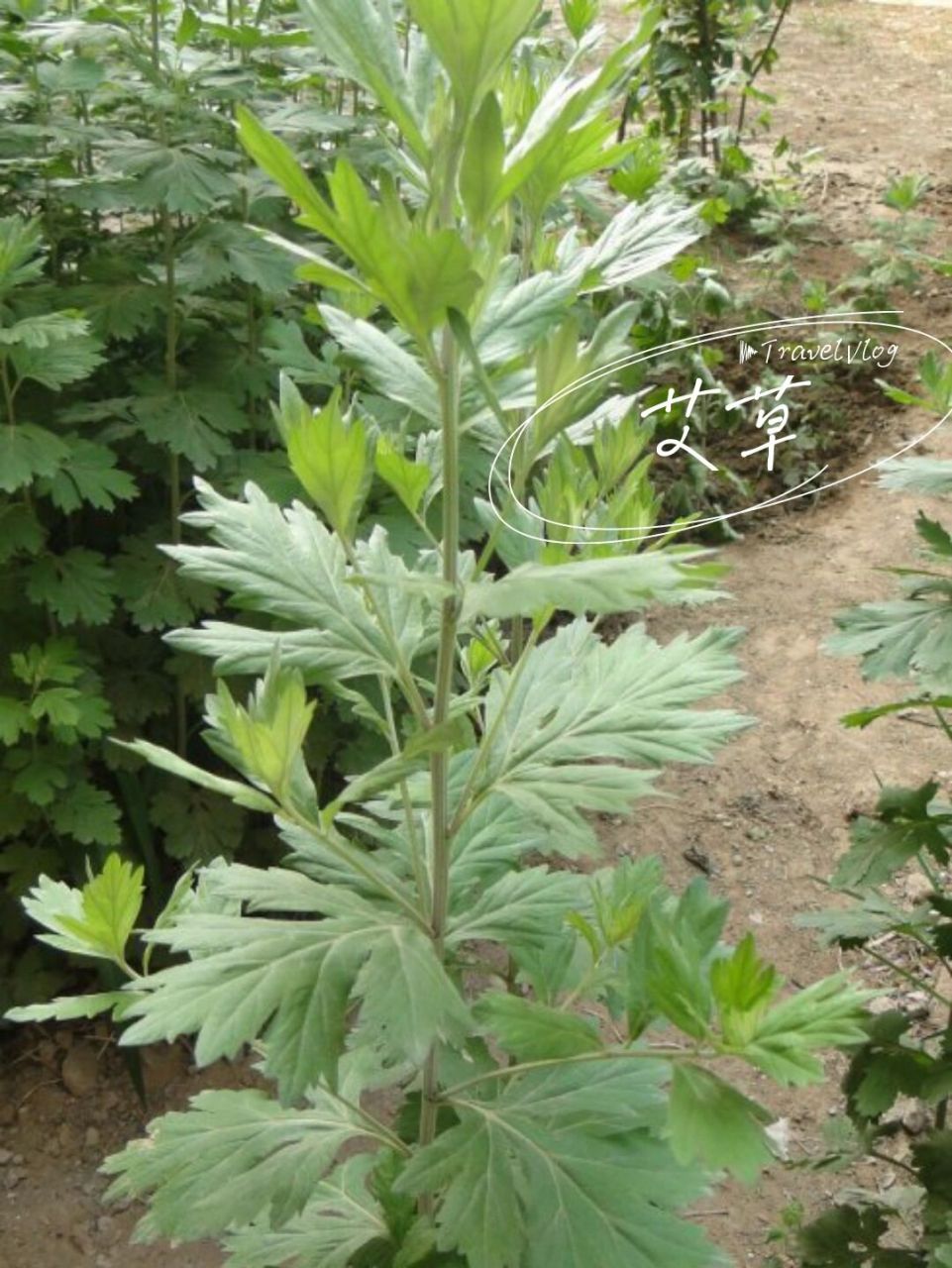 茵陈,青蒿,艾草的区别 茵陈,青蒿和艾草长的相似,怎么来区别它们呢?