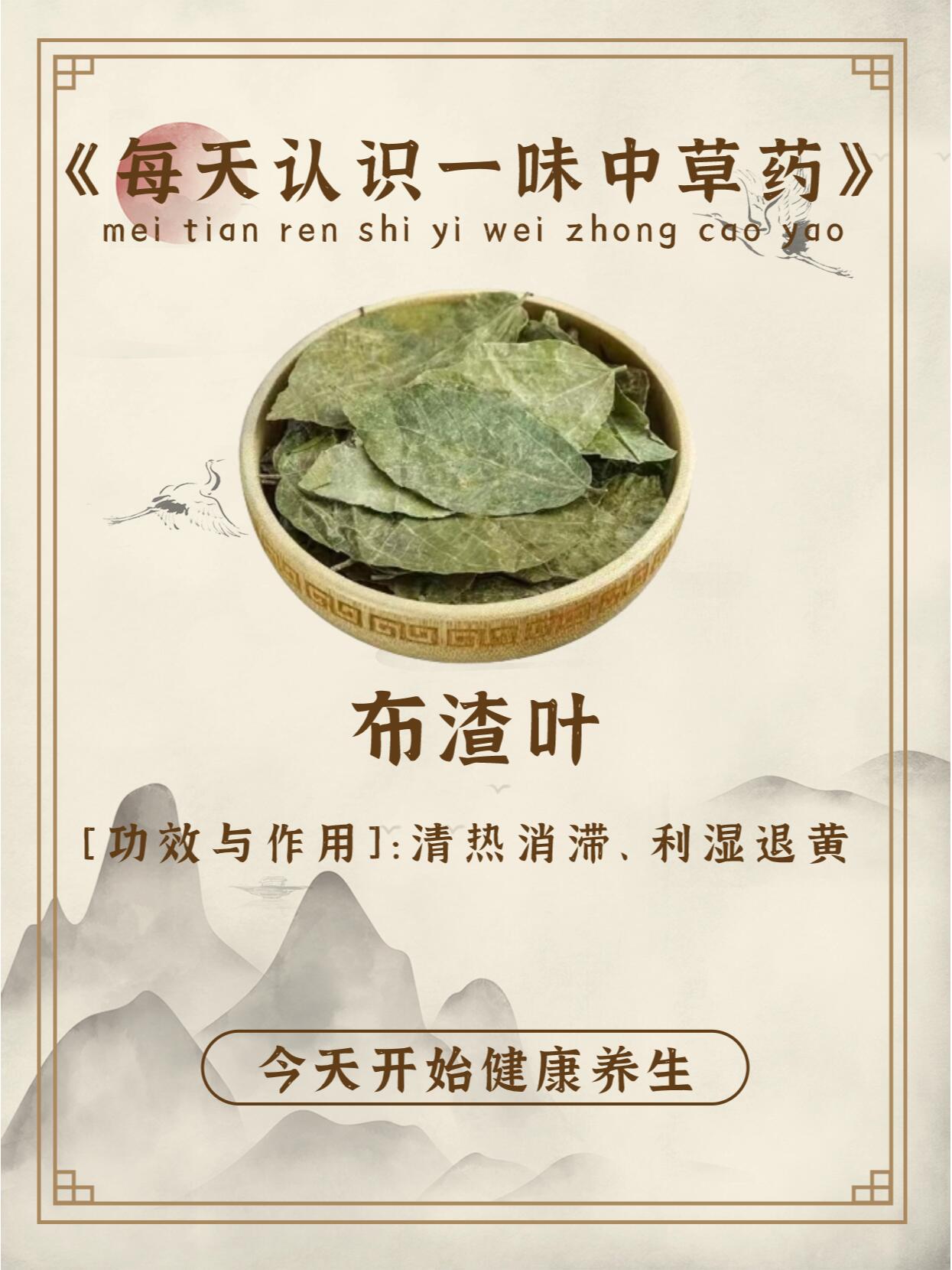 每天认识一味中草药-布渣叶 91中药名:布渣叶 91别名:崩补叶,泡卜