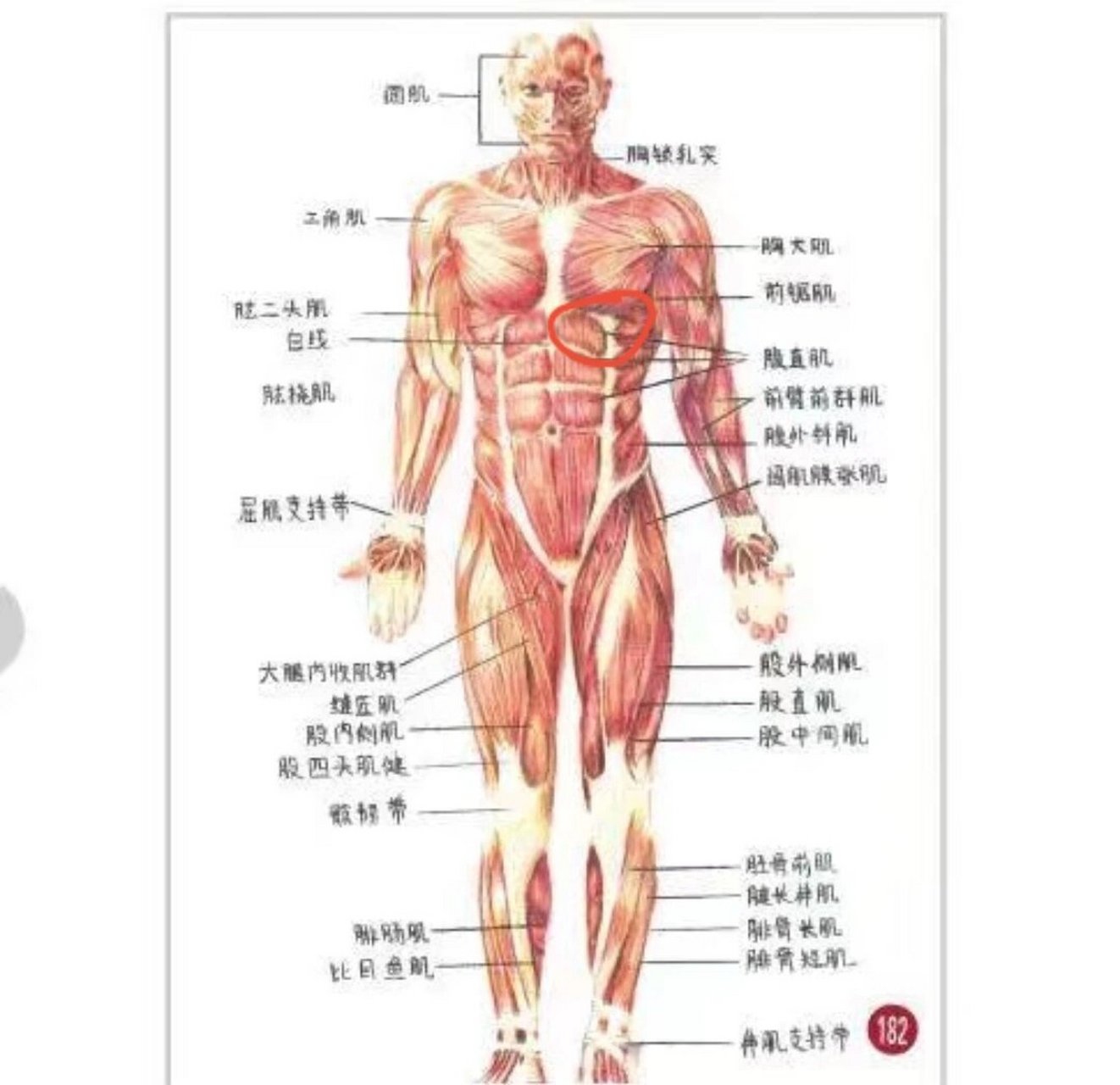 左筋线在哪个位置图片图片