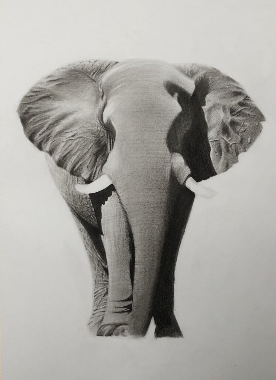 【素描动物】威武的大象🐘(附步骤图) 所用工具:炭笔,柳木碳条,纸擦