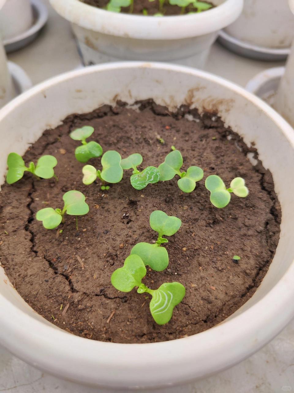 求助,白菜幼苗叶子泛白怎么办 有几颗白菜叶子有点泛白,不知道是什么