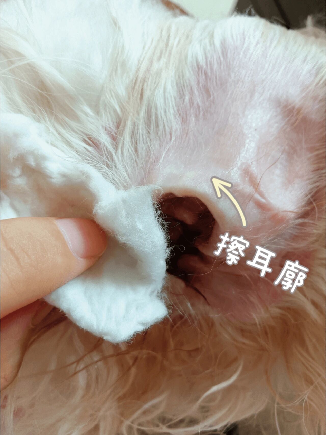 治疗狗狗耳螨,这点不要忽略 朋友家的比熊来我家第一天, 发现它总爱挠