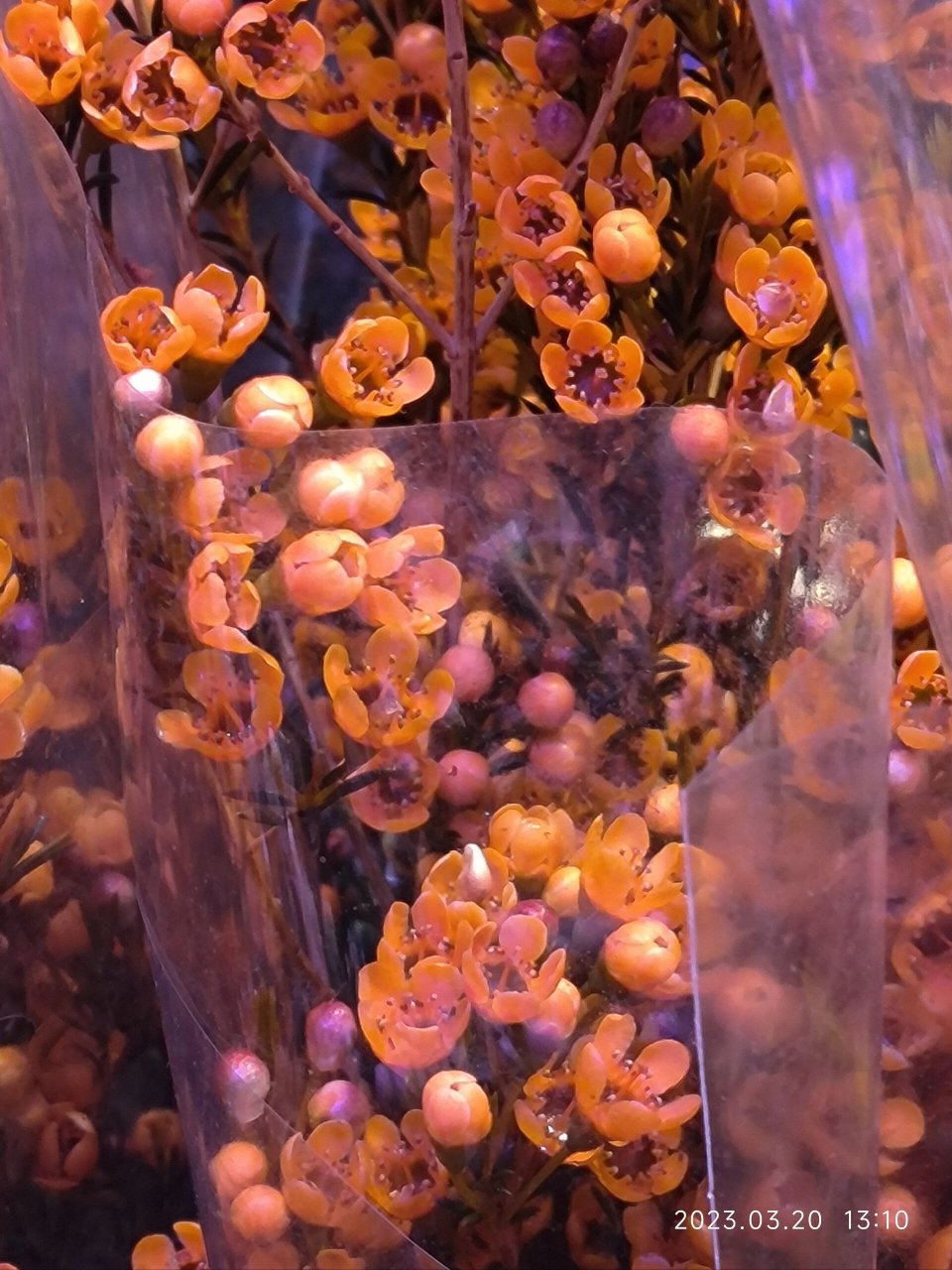 花店的腊梅——风蜡花 澳梅 蜡花 桃金娘科植物,即淘金彩梅,又名杰拉