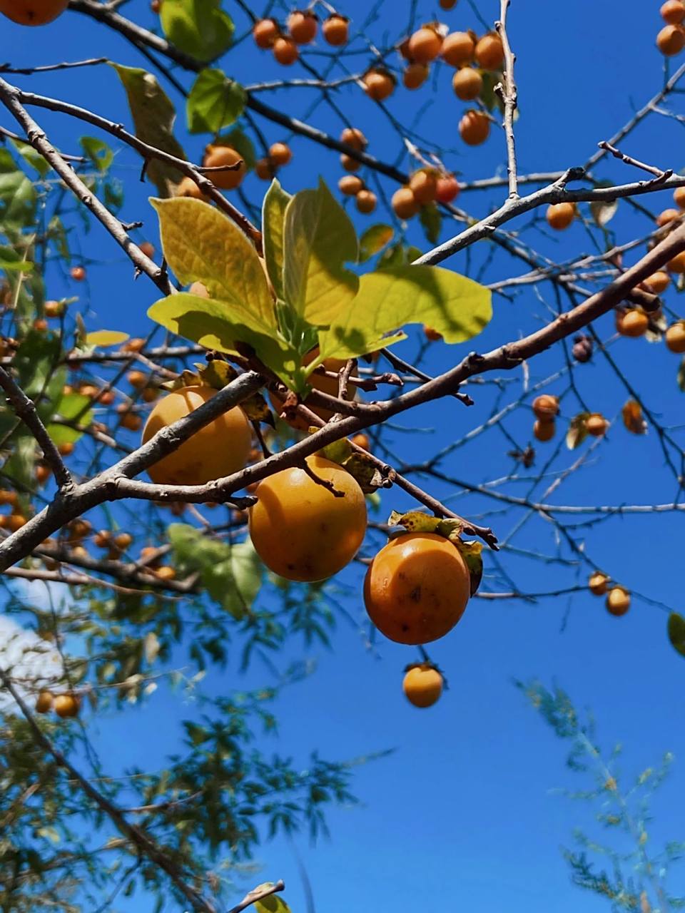 丁香果(小柿子) 我们这边应该是叫丁香的,和柿子长得很像了呢,满满一