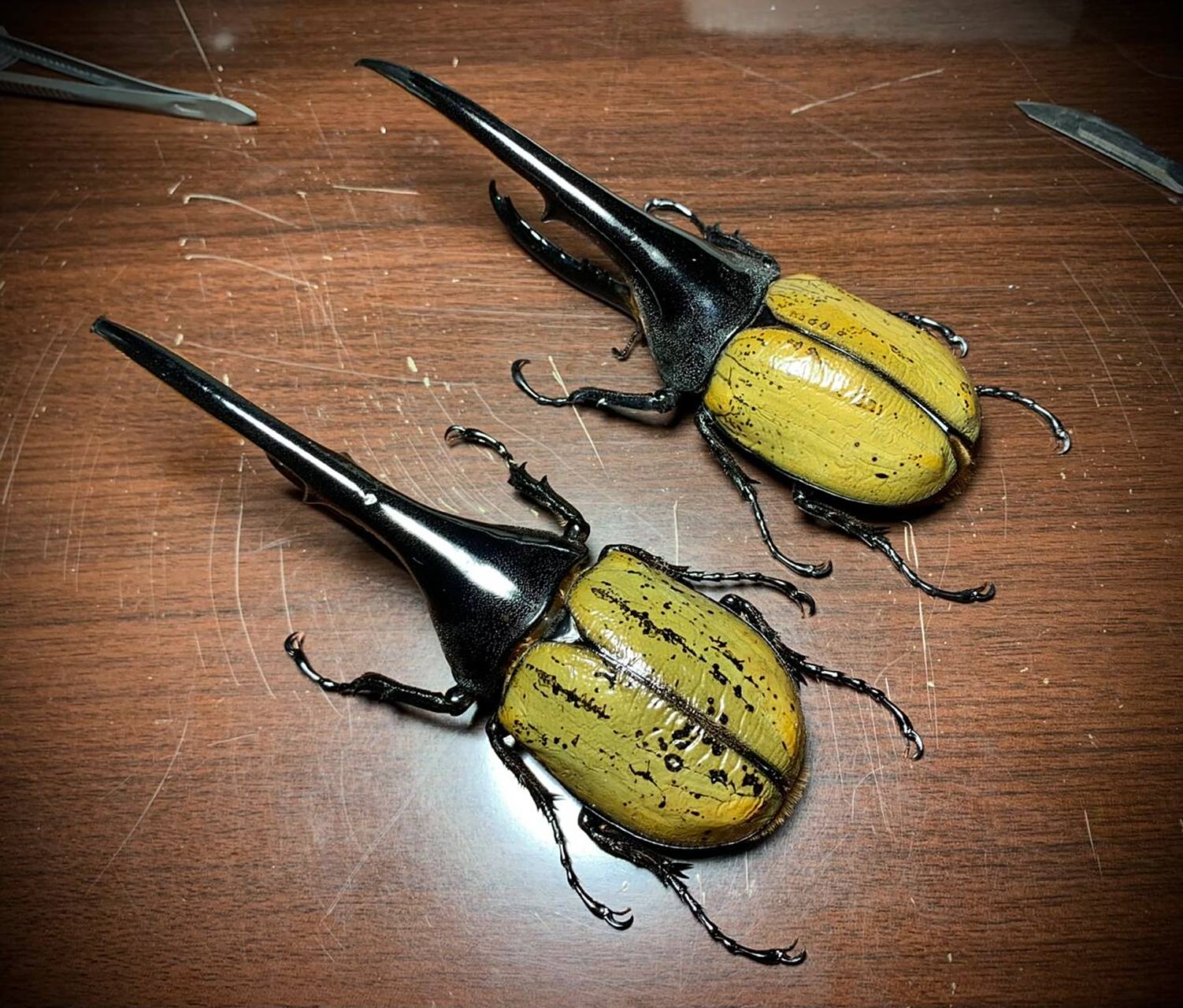 两只大个体的长戟大兜虫～ 凶猛又帅气[害羞]#昆虫# #长戟大兜虫#