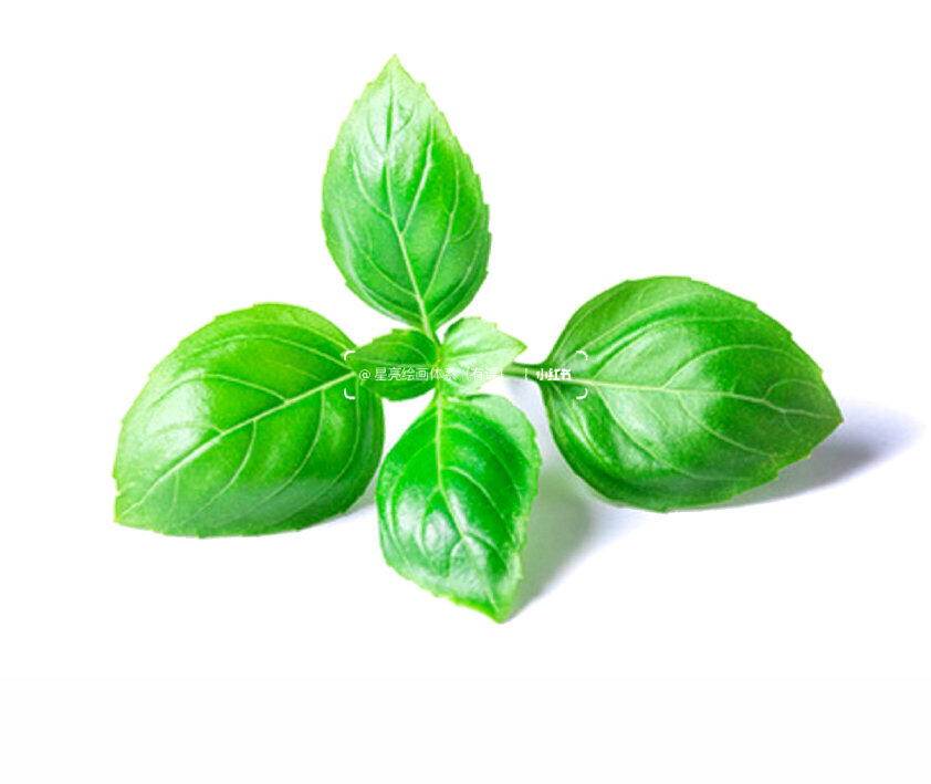 植物叶子素描绘画步骤