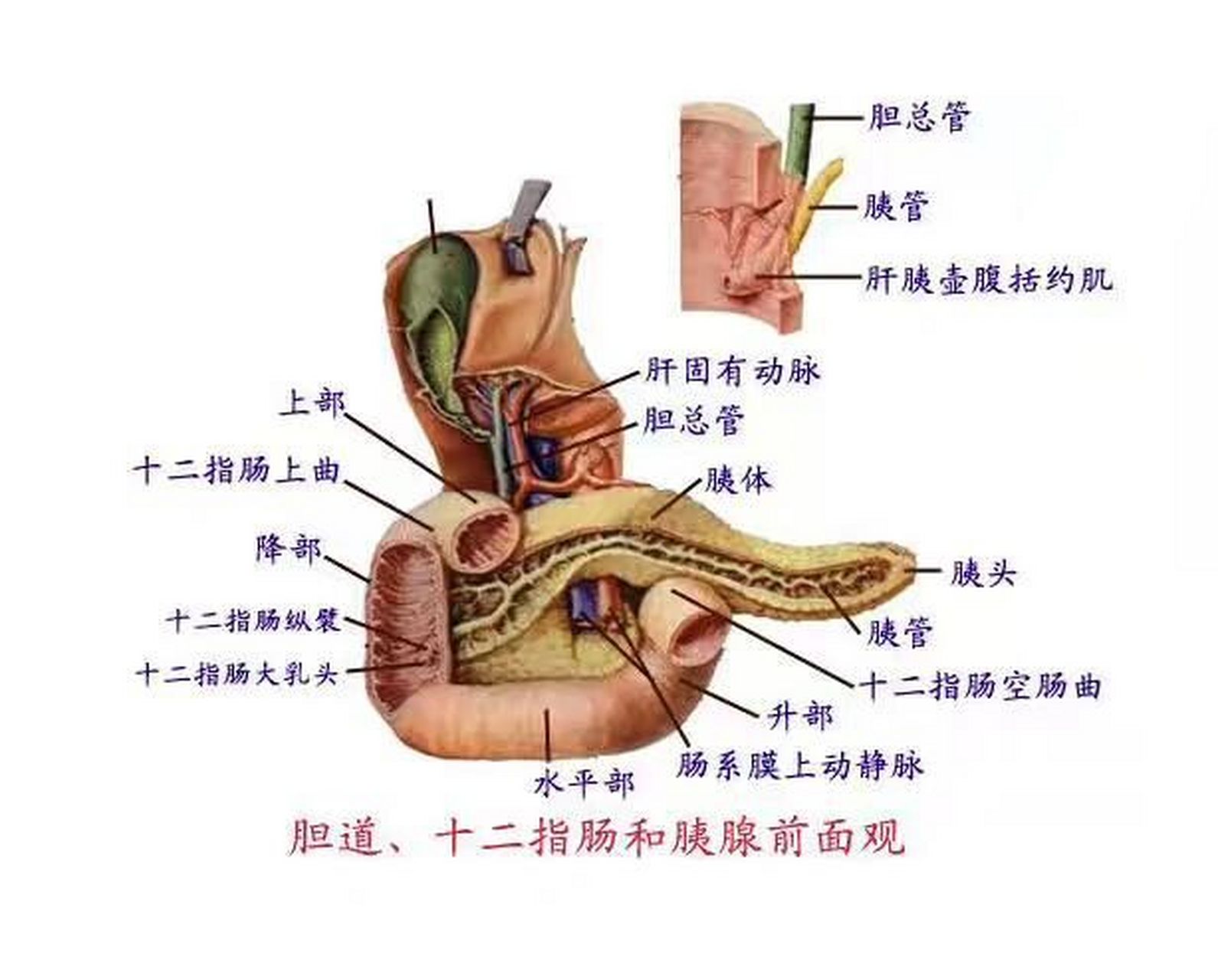 道的那些事(四) 969696前面讲了唾液腺,胃腺,肝脏这三个消化腺