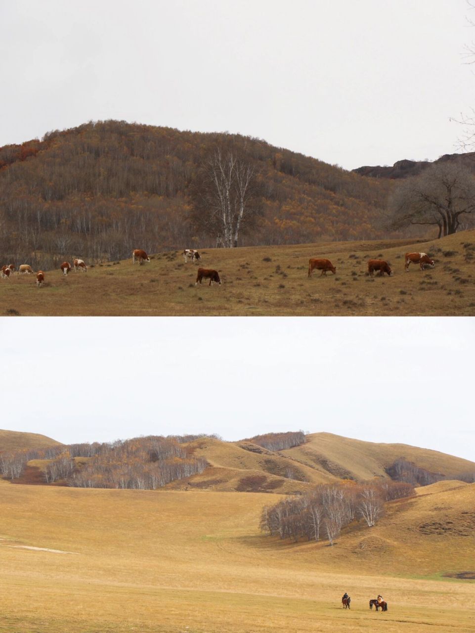 自驾游|廊坊-塞罕坝国家森林-乌兰布统草原 99设备91:佳能相机