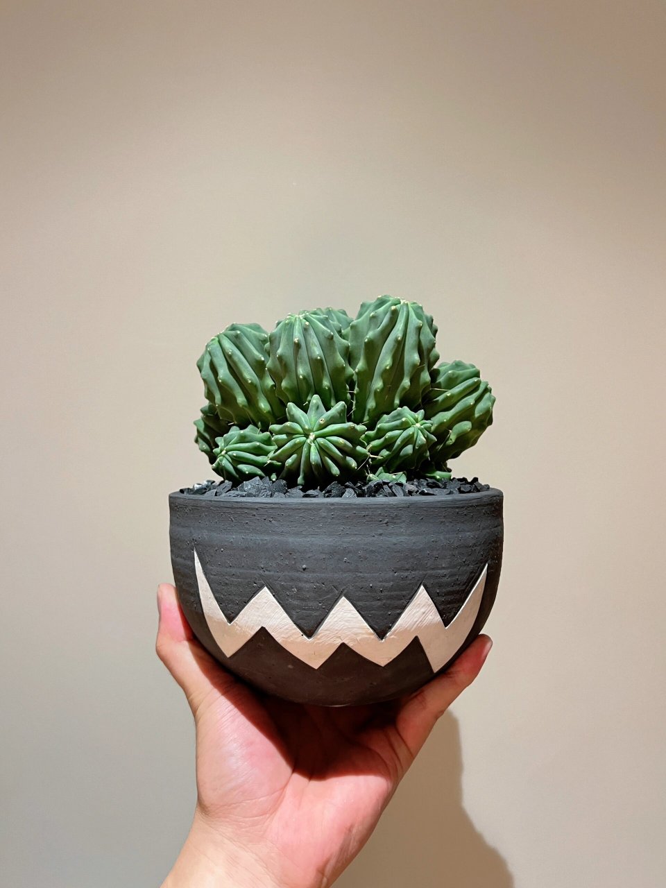 "nuda") 仙人掌科强刺球属植物,成年植株高可达30厘米,幅径20厘米