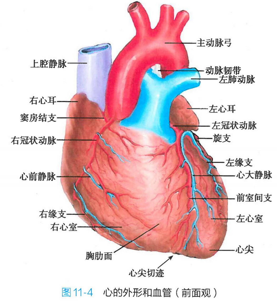 心脏内部结构示意图图片