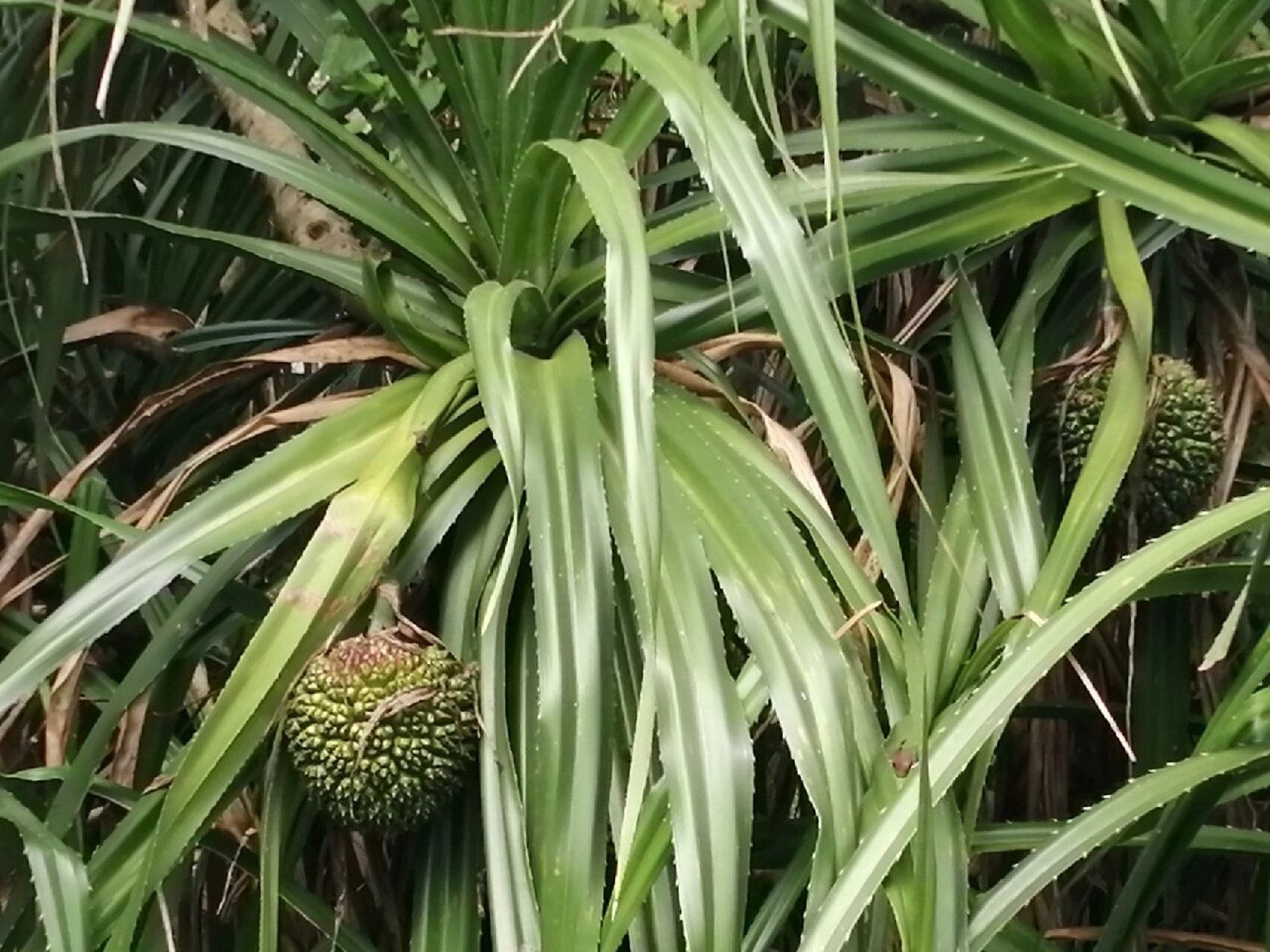 野菠萝 露兜树(学名:pandanus tectorius sol.