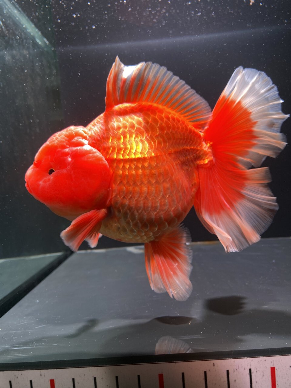 15cm爆瘤红泰狮金鱼,未发尾 #泰狮金鱼# #百褶泰狮# # 