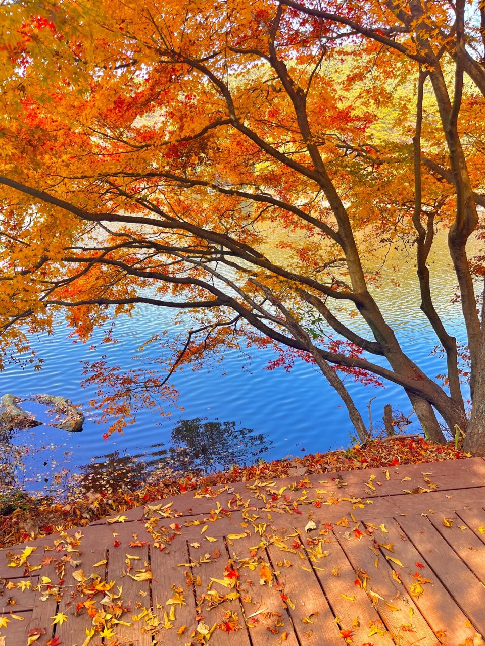 庐山的秋天一定会惊艳到你 这几天刷到了很多庐山雪景,但是我觉得秋天