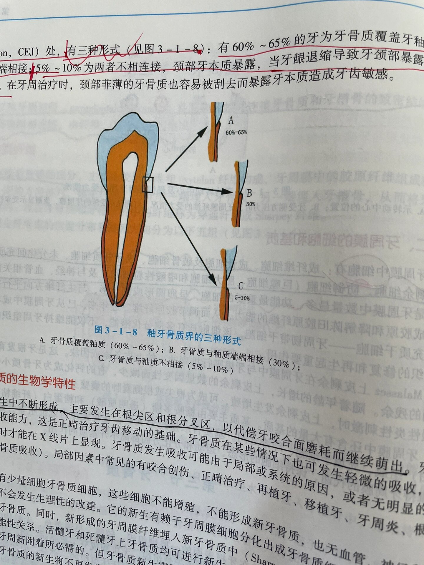 2065牙周膜:又称牙周韧带,是围绕牙根并连接牙骨质和牙槽骨的致密