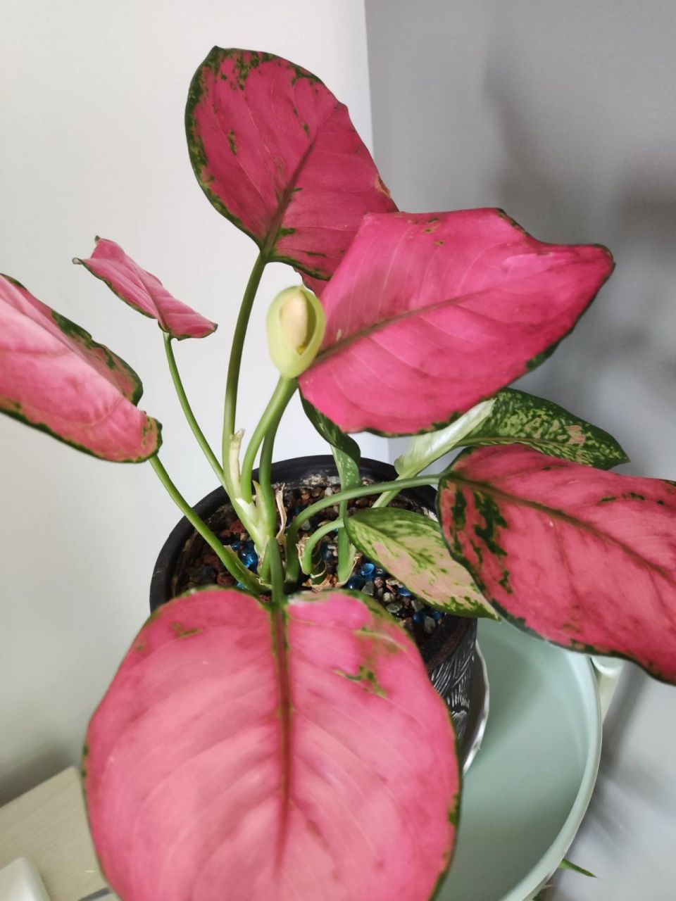 吉利红开花啦! 吉利红开花啦!