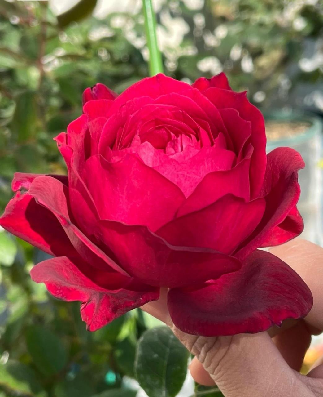 詹尼斯月季 红色大花 花径11-14厘米 淡香味 多季重复开花 抗病性强