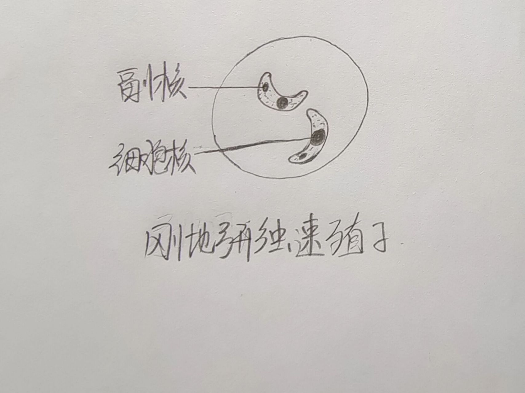 医学寄生虫学绘图 溶组织阿米巴虫包囊  刚地弓形虫速殖子  阴道毛