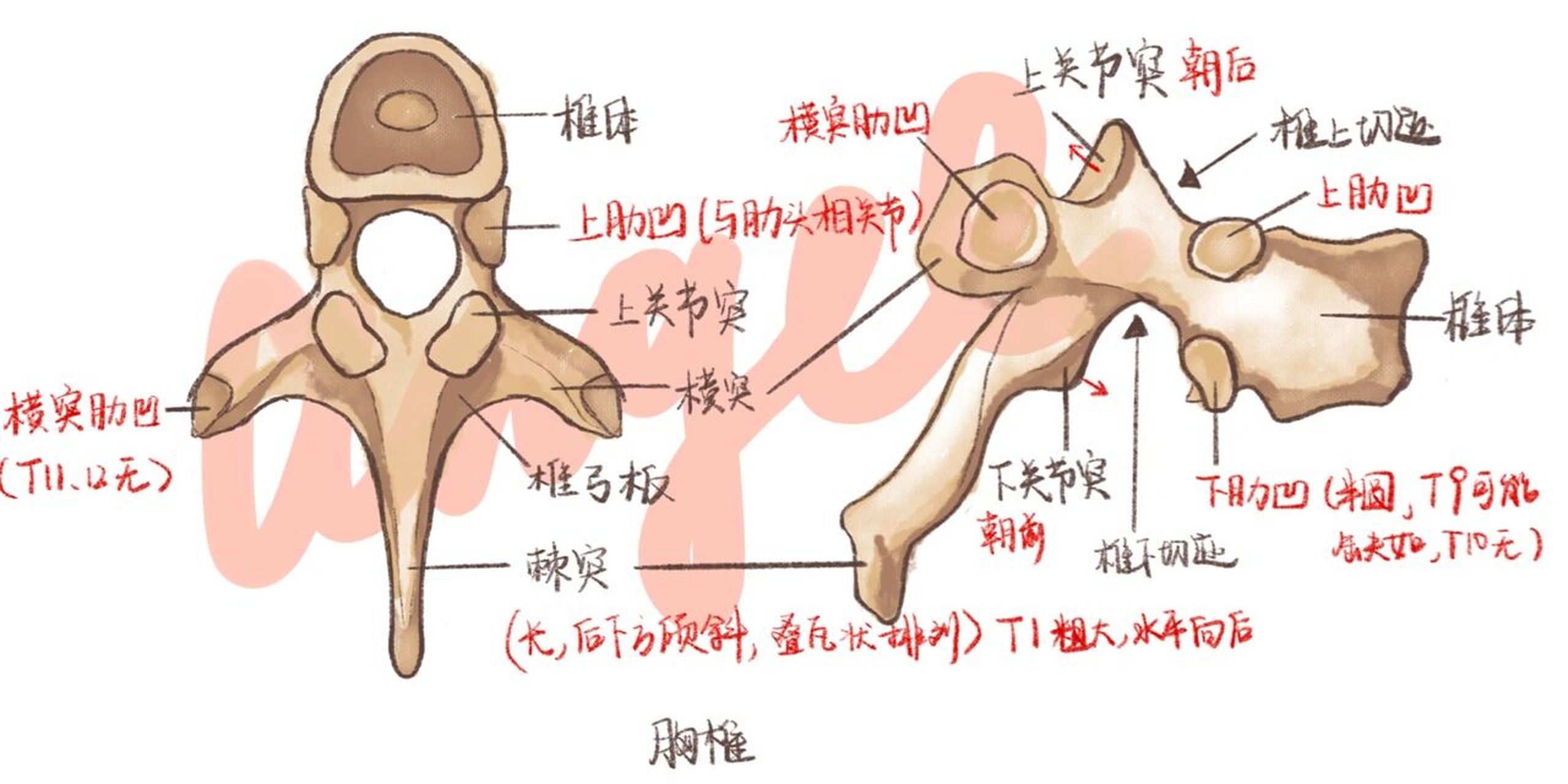 系统解剖//手绘图谱 腰椎胸椎 运动系统—骨学—躯干骨—腰椎,胸椎