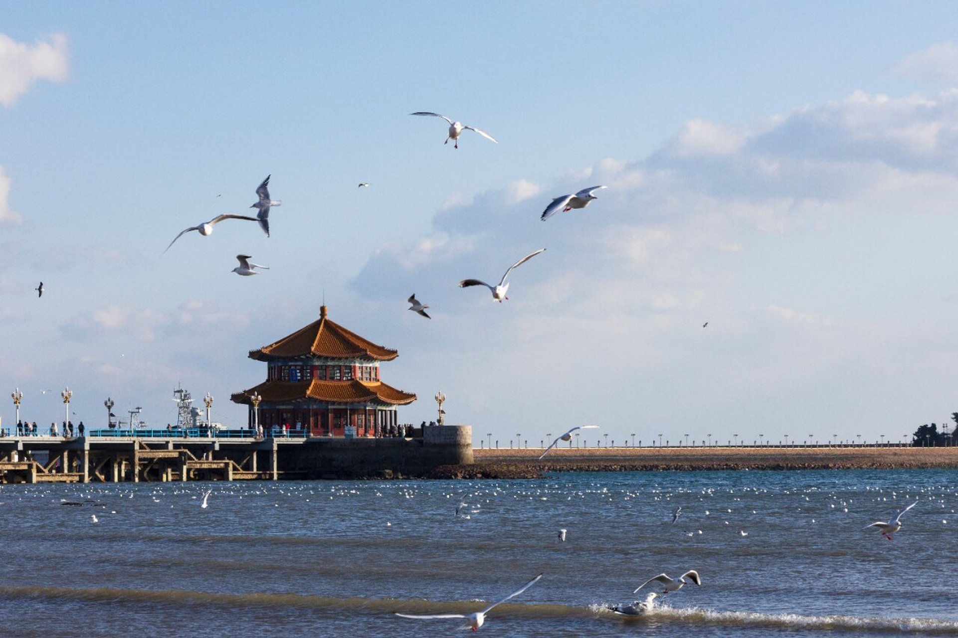 青岛栈桥的海鸥图片