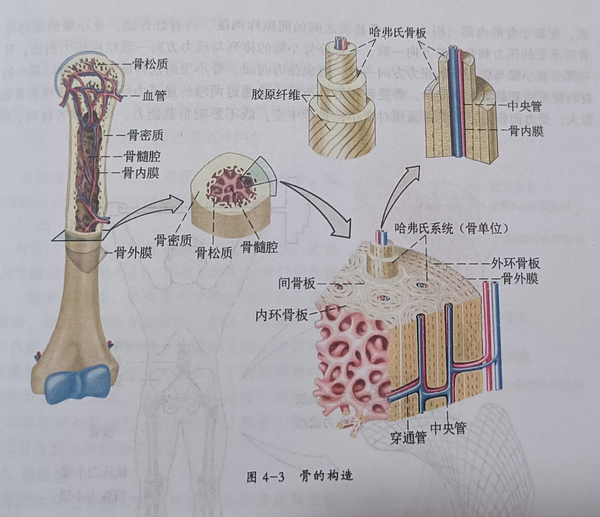 膜内成骨图片